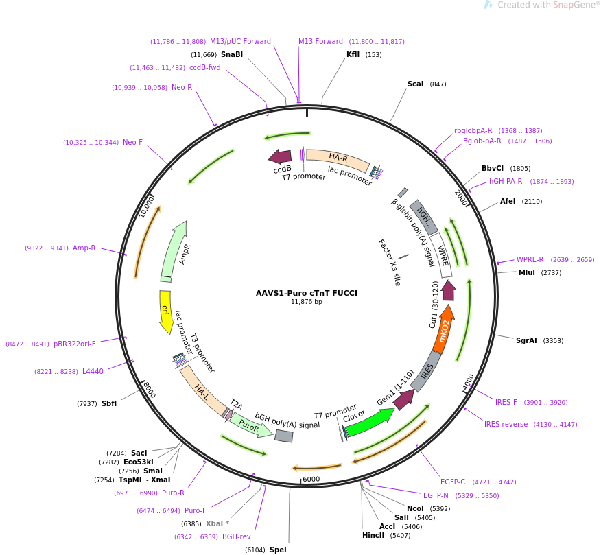 AAVS1-Puro cTnT FUCCI质粒图谱